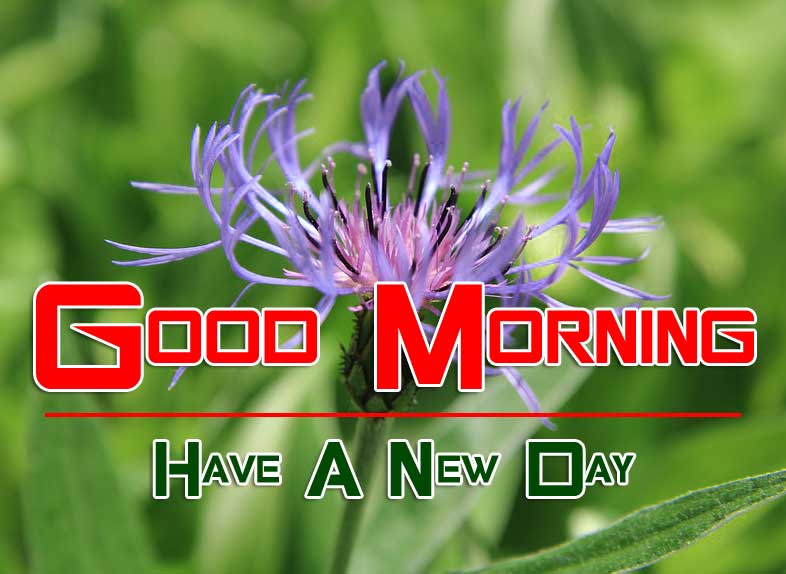 flower good morning images photo pics hd