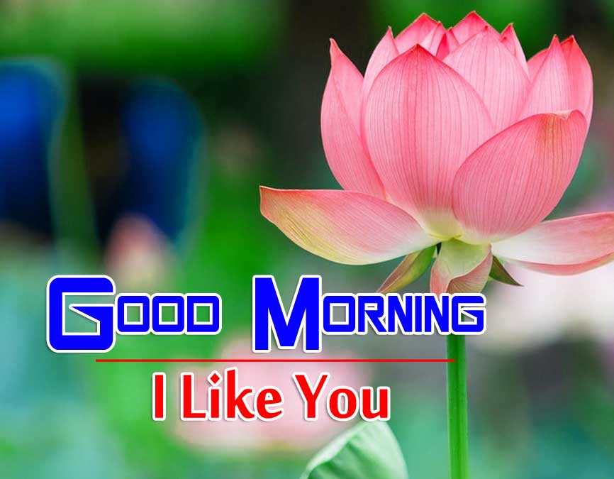 flower good morning images pictures pics for download hd