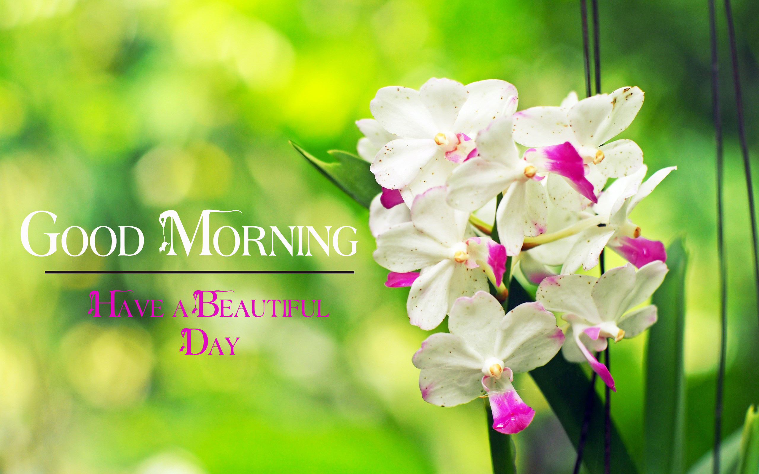 good morning images wallpaper photo free hd download