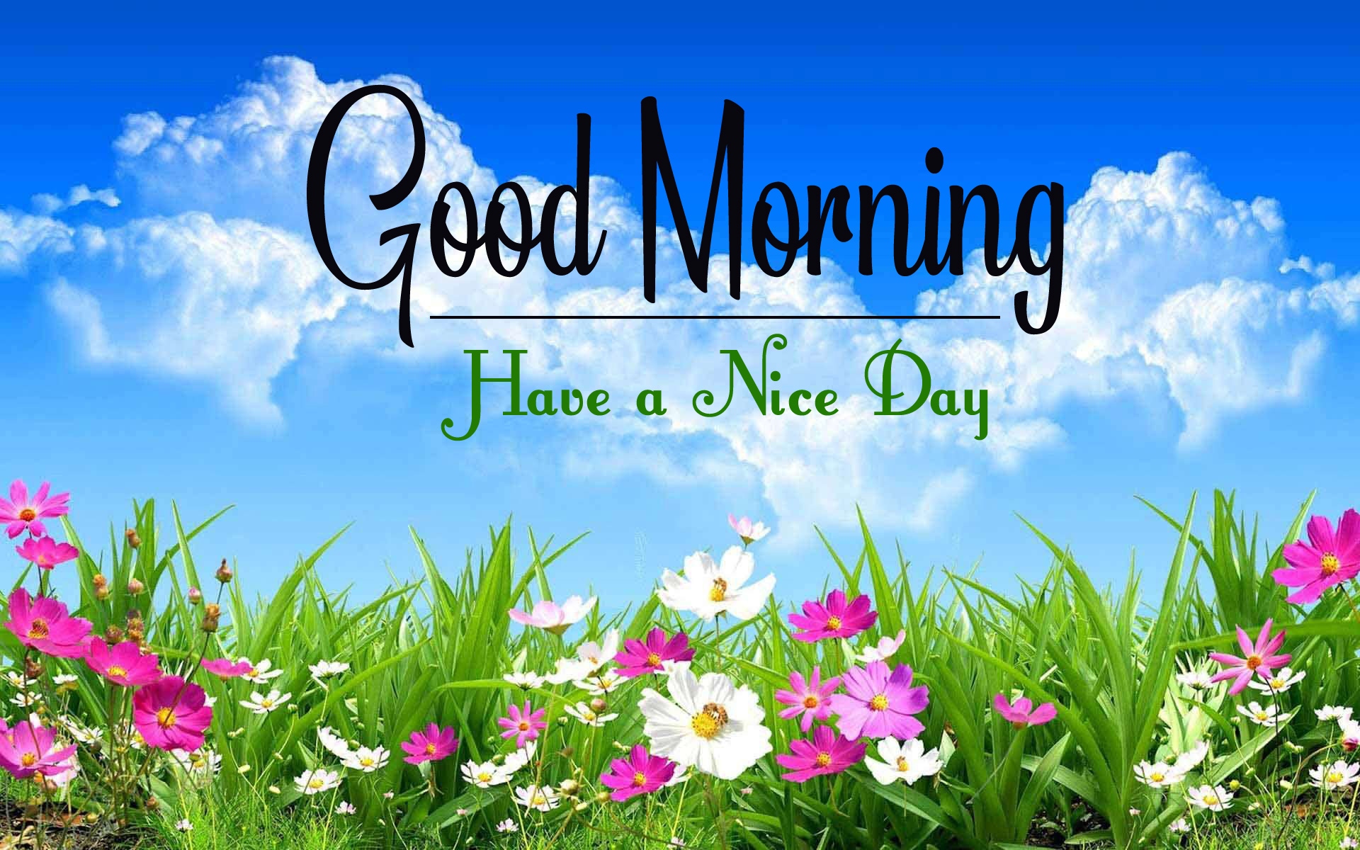 latest good morning images pics photo hd download