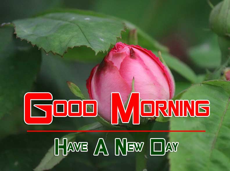 pink new rose Good Morning Images photo hd download