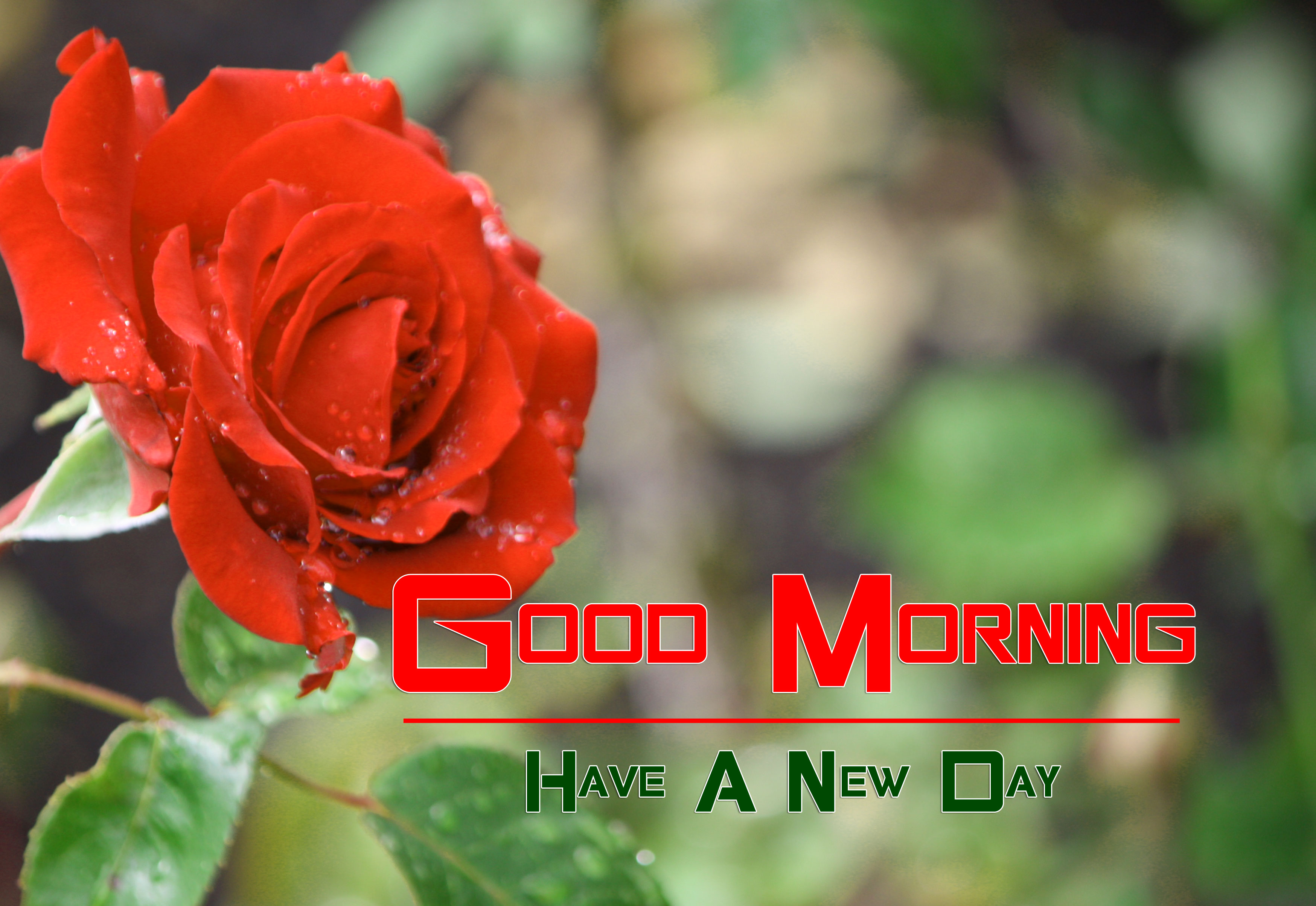 red rose Good Morning Images photo hd
