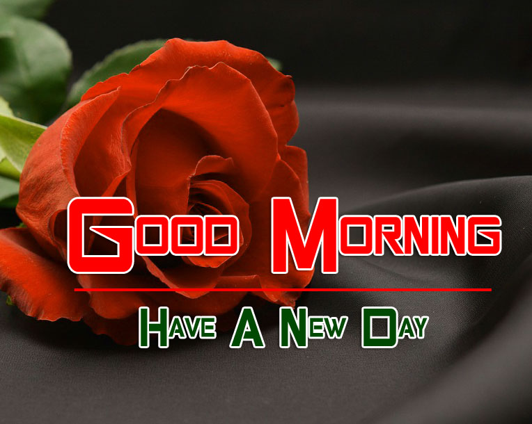 red rose Good Morning Images pics hd