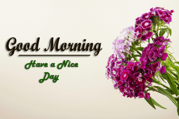 beautiful Good Morning Images wallpaper pictures hd