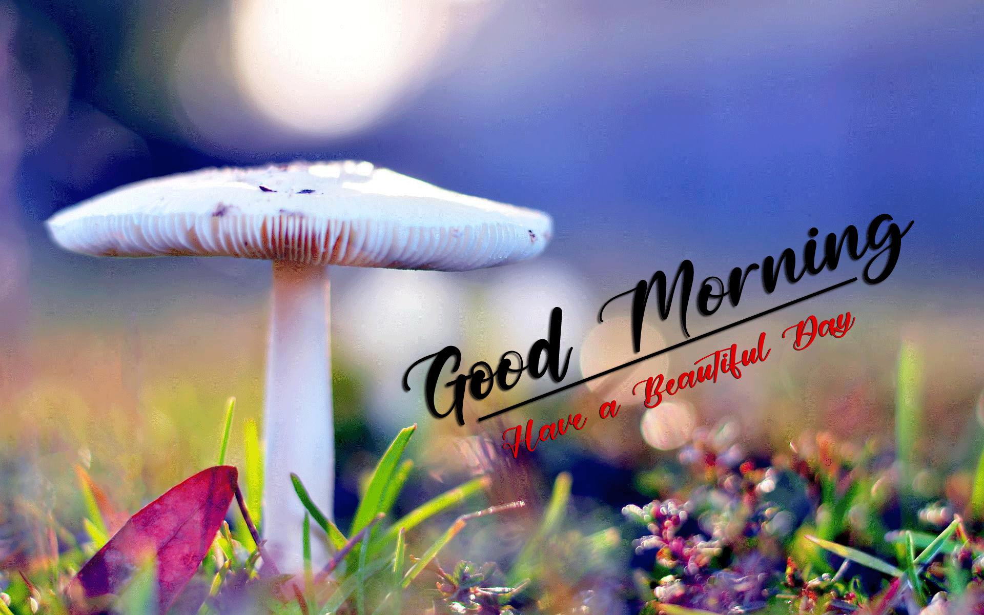 best good morning images photo for download
