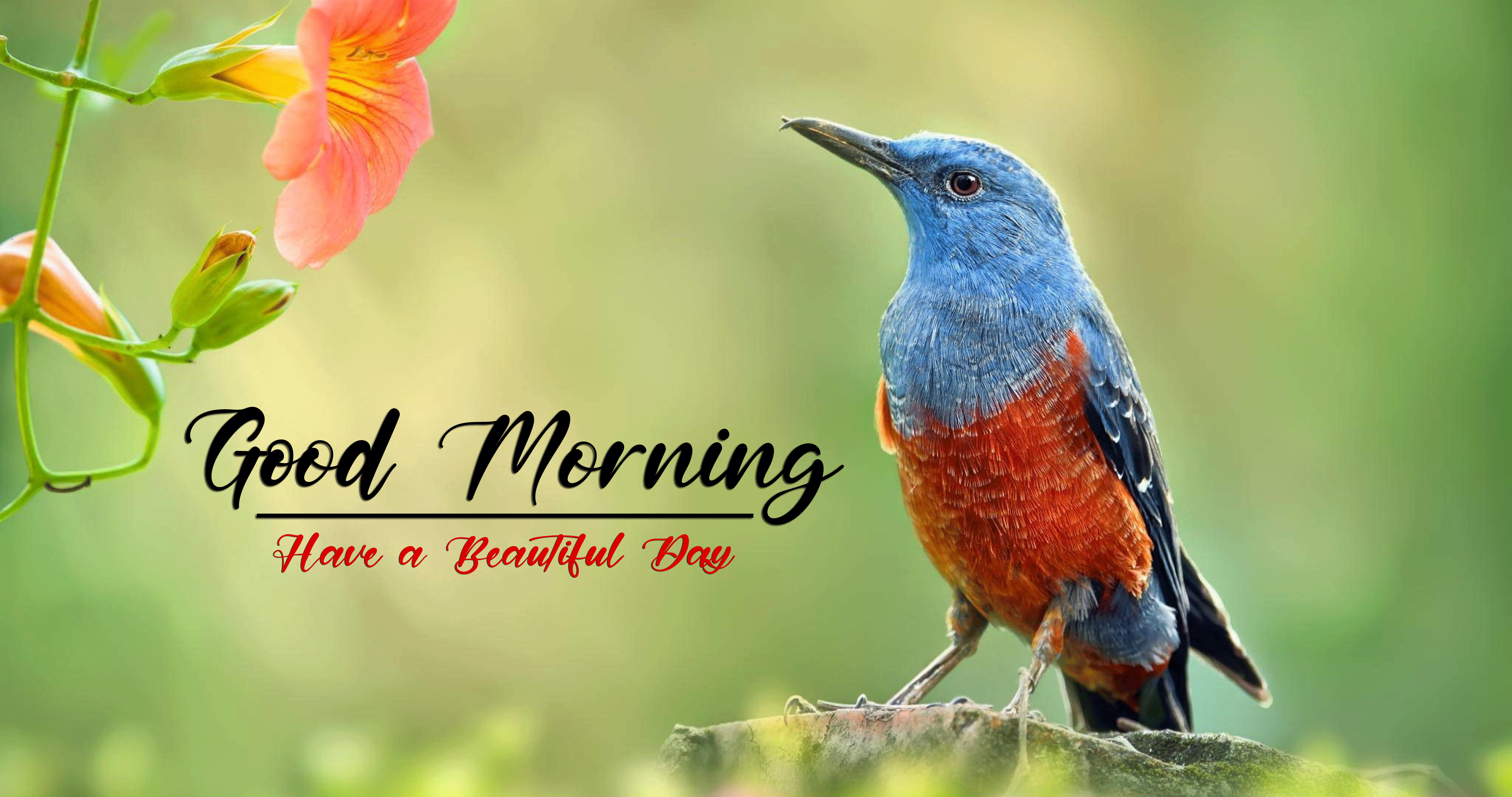 best good morning images photo free download
