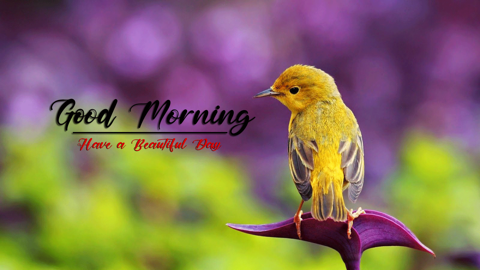 best good morning images photo free hd