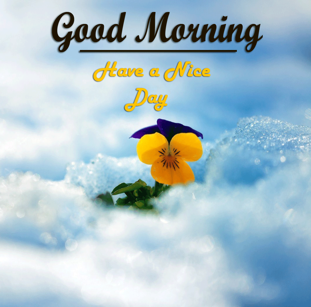 flower Good Morning Images photo hd