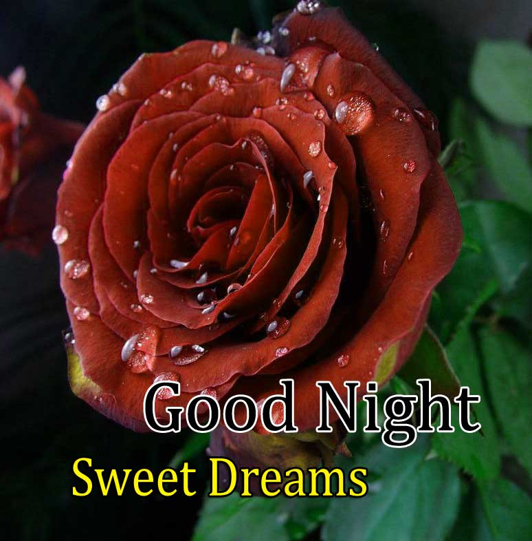 Beautiful Good Night Download Images 1