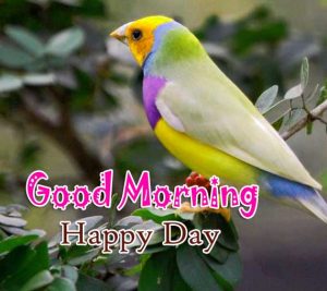 Best Good Morning Pictures Free 3