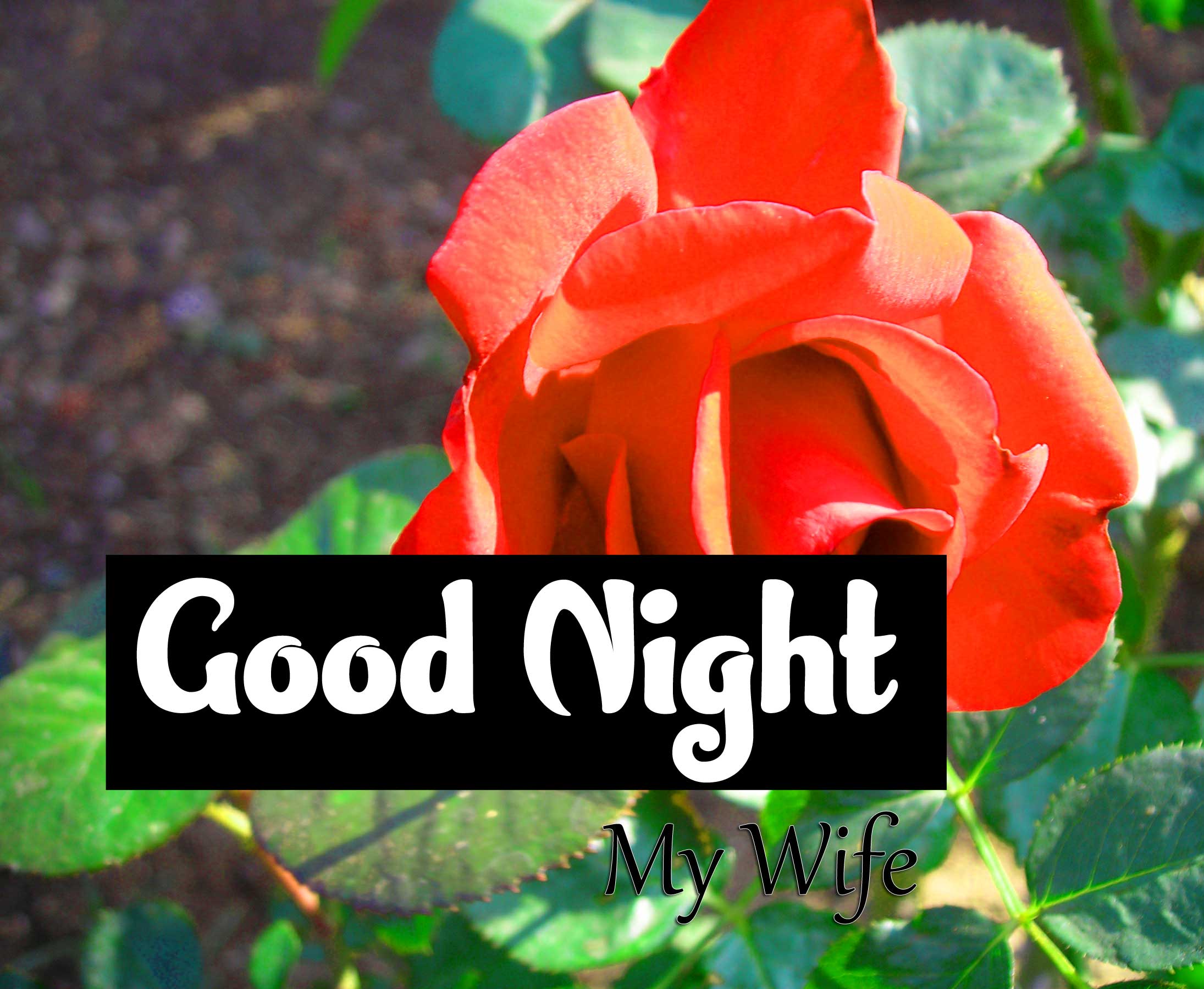Best Good Night Images Hd