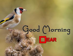 Hd Good Morning Download Images 4