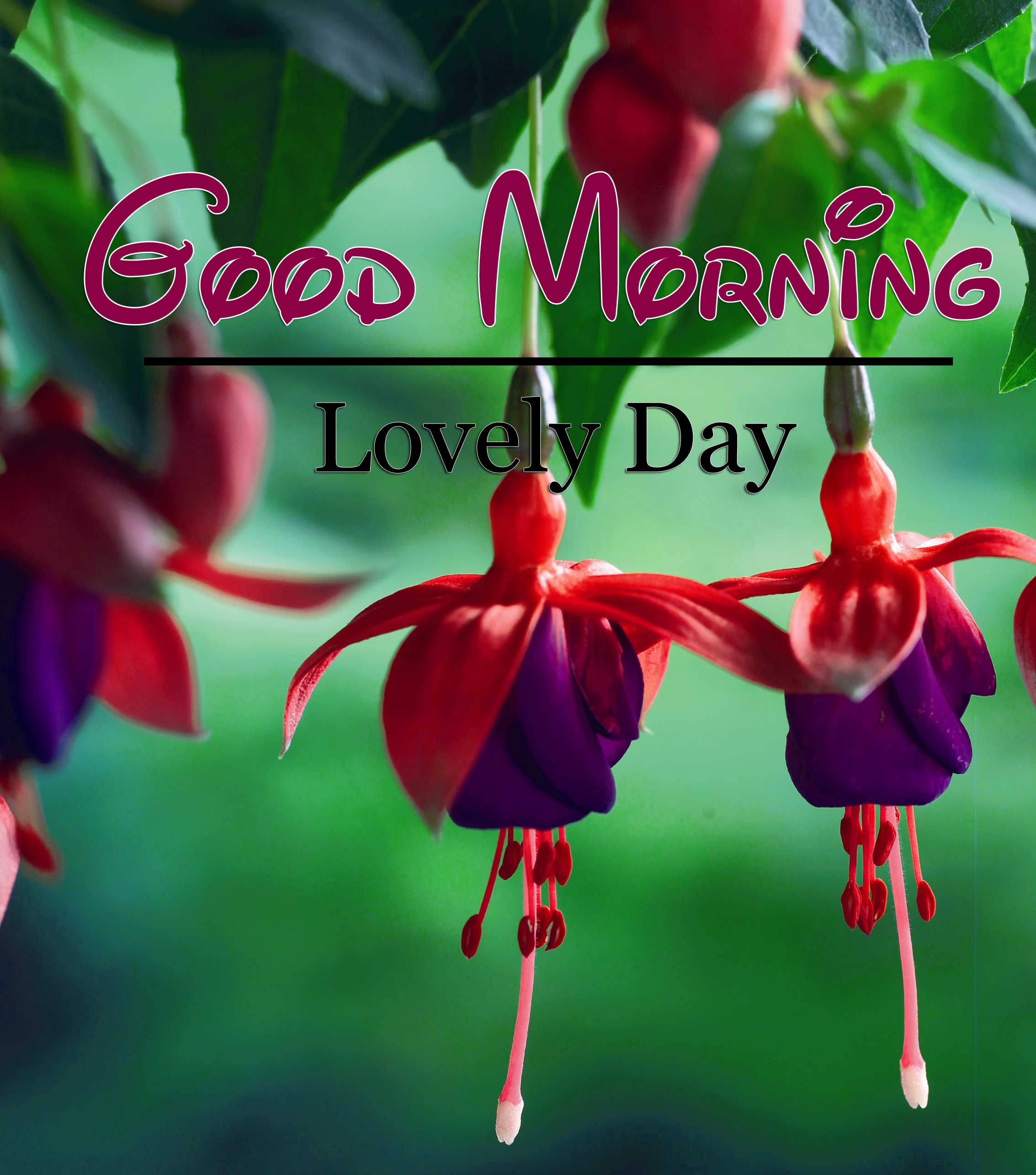 Latest Good Morning Images Download 5