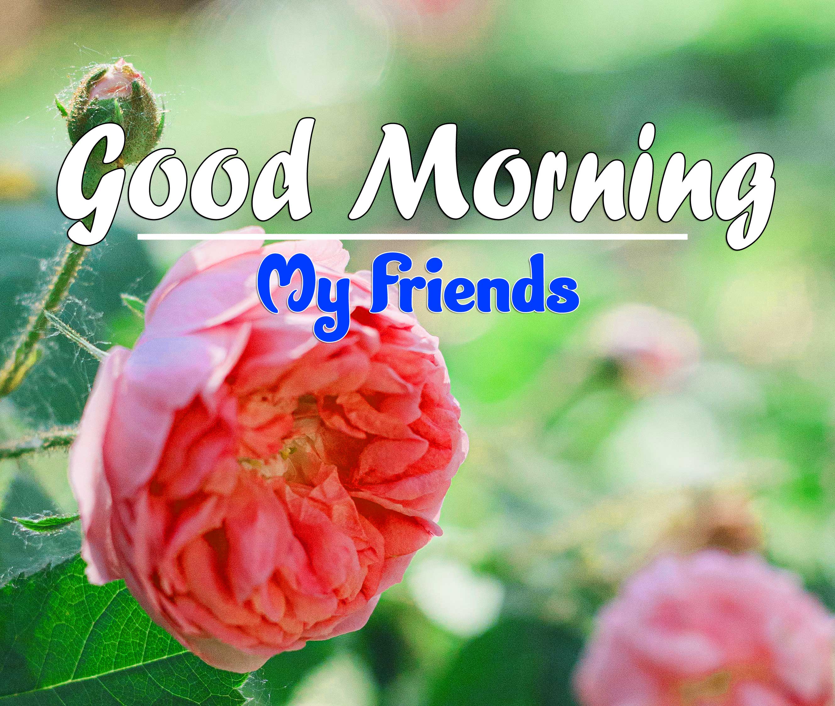 Latest Good Morning Images Hd 5