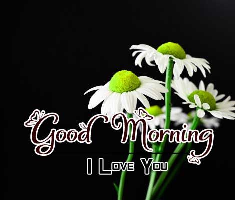 Latest Good Morning Wallpaper Images