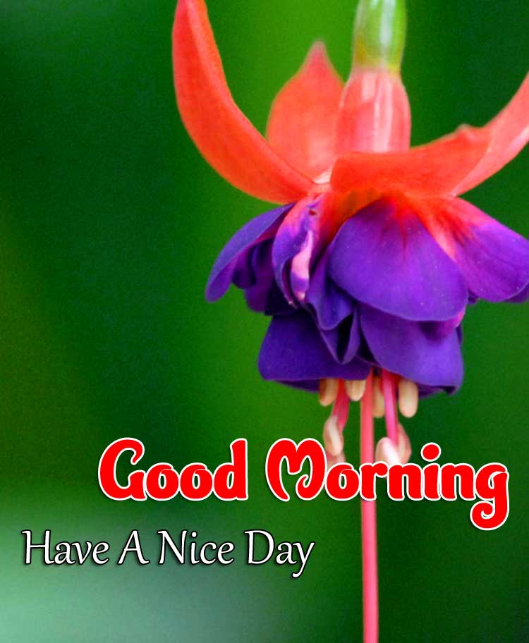 New Good Morning Images Download 4