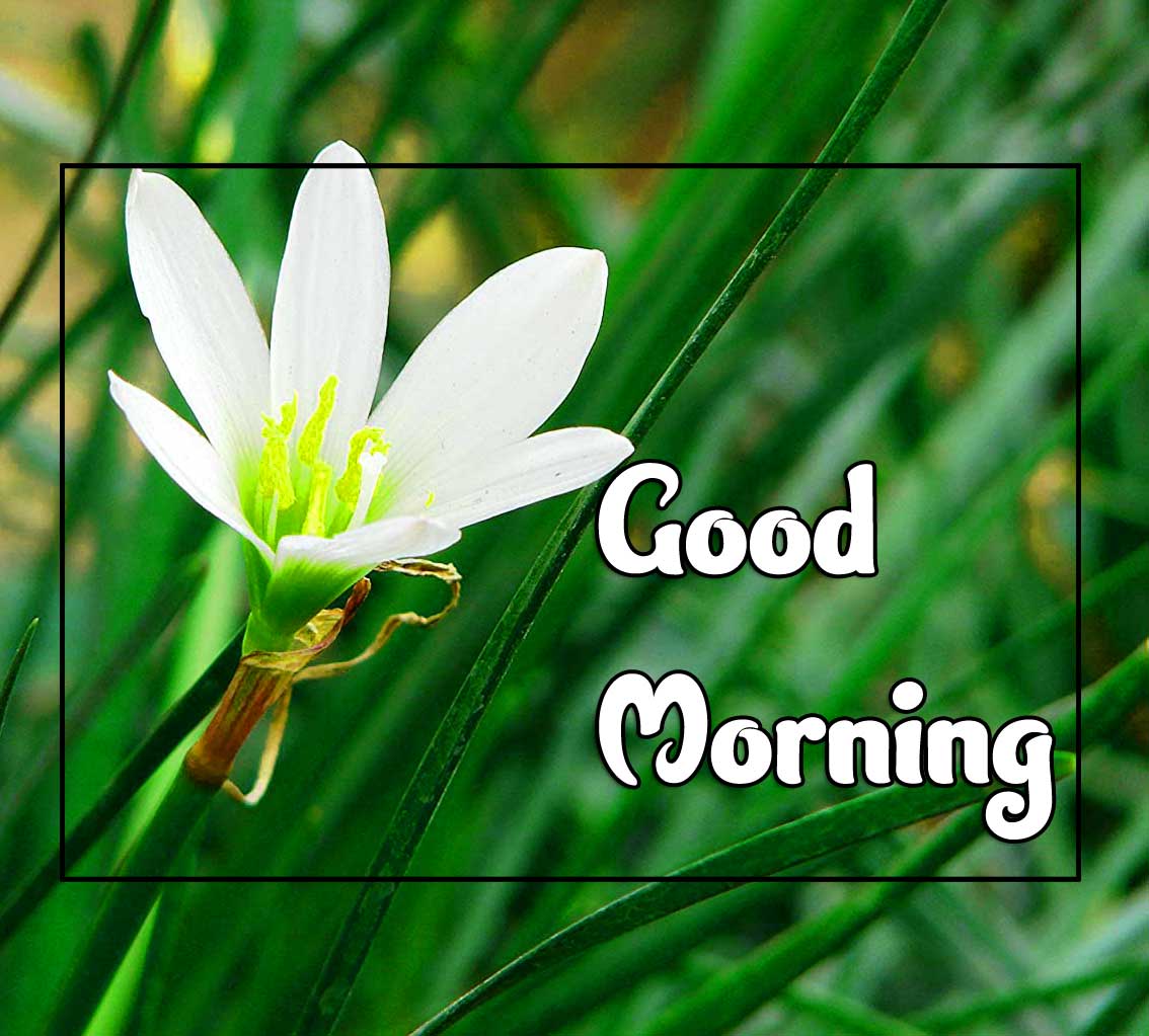 New Good Morning Images Hd 2