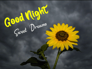 Beautiful New Good Night Images photo free hd