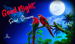 Beautiful New Good Night Images pics download