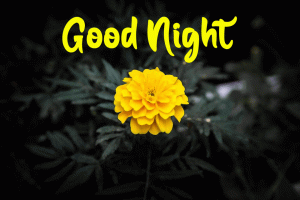 Beautiful New Good Night Images pictures for hd