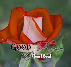 Best Good Morning Download Free