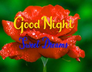 Free Good Night Wallpaper With Red Rose