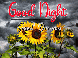 Good Night Images pictures download