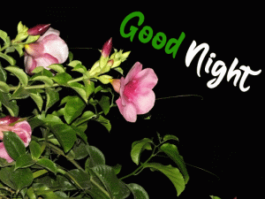 New Good Night Images photo free download