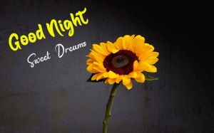 New Good Night Images wallpaper free download