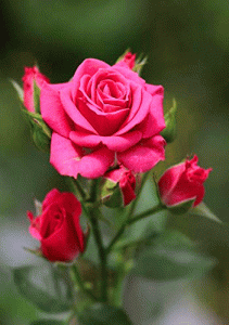 Rose Very nice whatsapp dp Images New Download