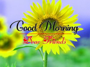 Sunflower All Good Morning Images Download