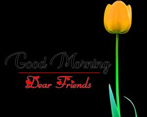Tulip Good Morning all Images Pics Download
