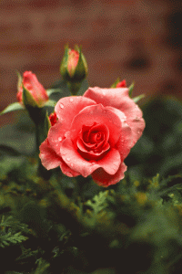 rose images for whatsapp dp