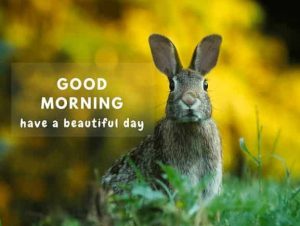 Animal Good morning Pics Images