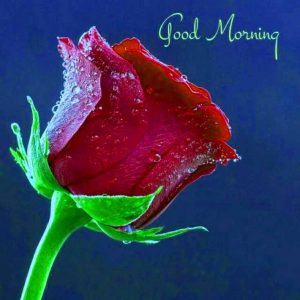 Beautiful Good Morning Images With Red Rose