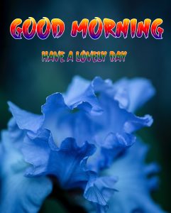 Beautiful Good Morning Images photo for download