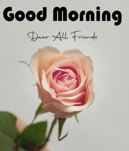 Beautiful Good Morning Images pics for rose