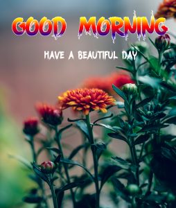 Beautiful Good Morning Images wallpaper free download