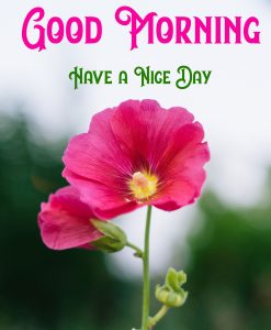 Beautiful Good Morning Images wallpaper pics for download