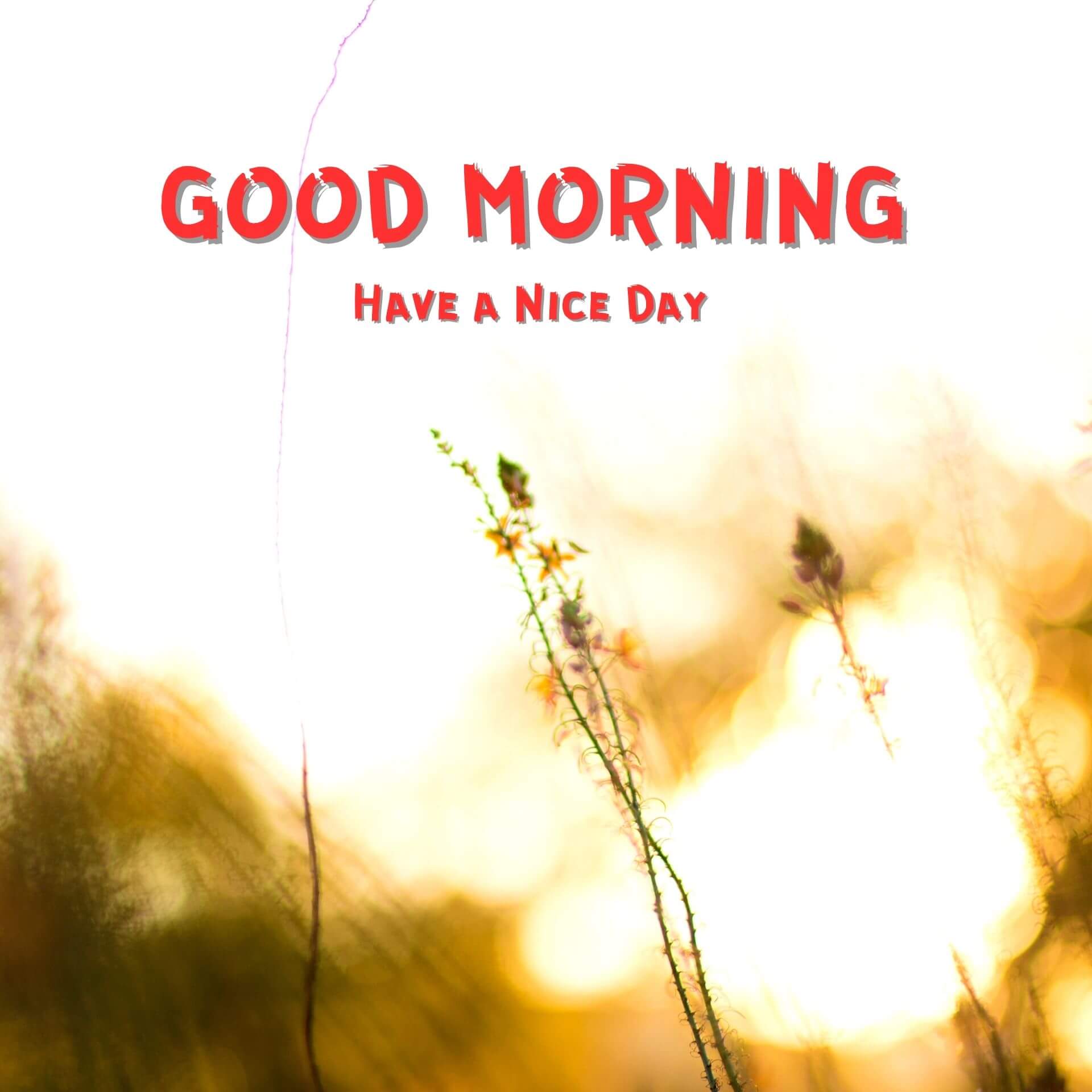 Beautiful Good Morning Pics Download 2023