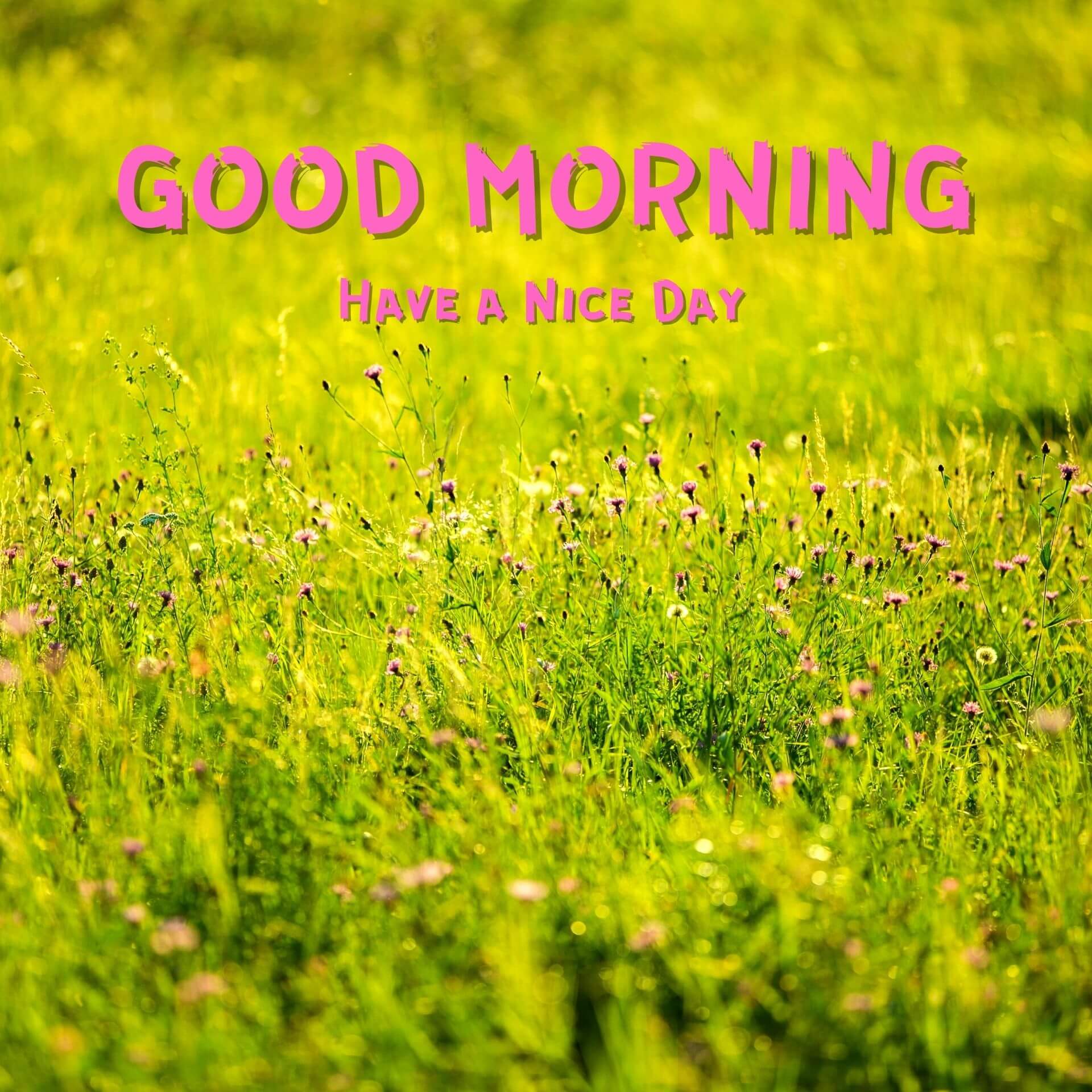 Beautiful Good Morning Pics Pictures Download