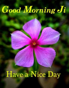 246+ Good Morning Images Photo Pictures With Flowers HD Download