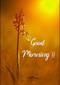 Best New hd Good Morning Wallpaper Art Images Photo Download