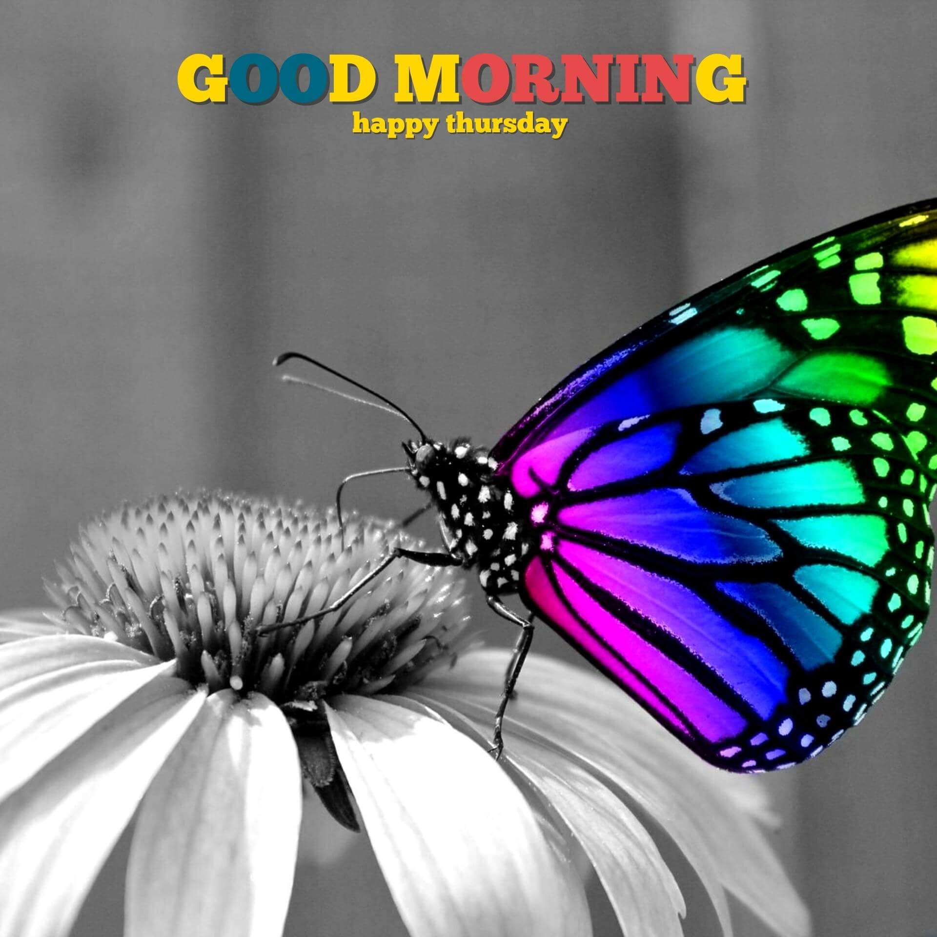 Butterfly Good Morning Thursday Images Pics Download