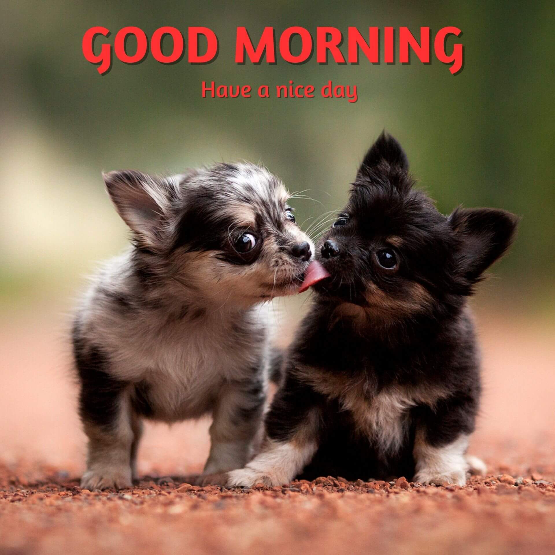 Cute Puppy Good Morning Images