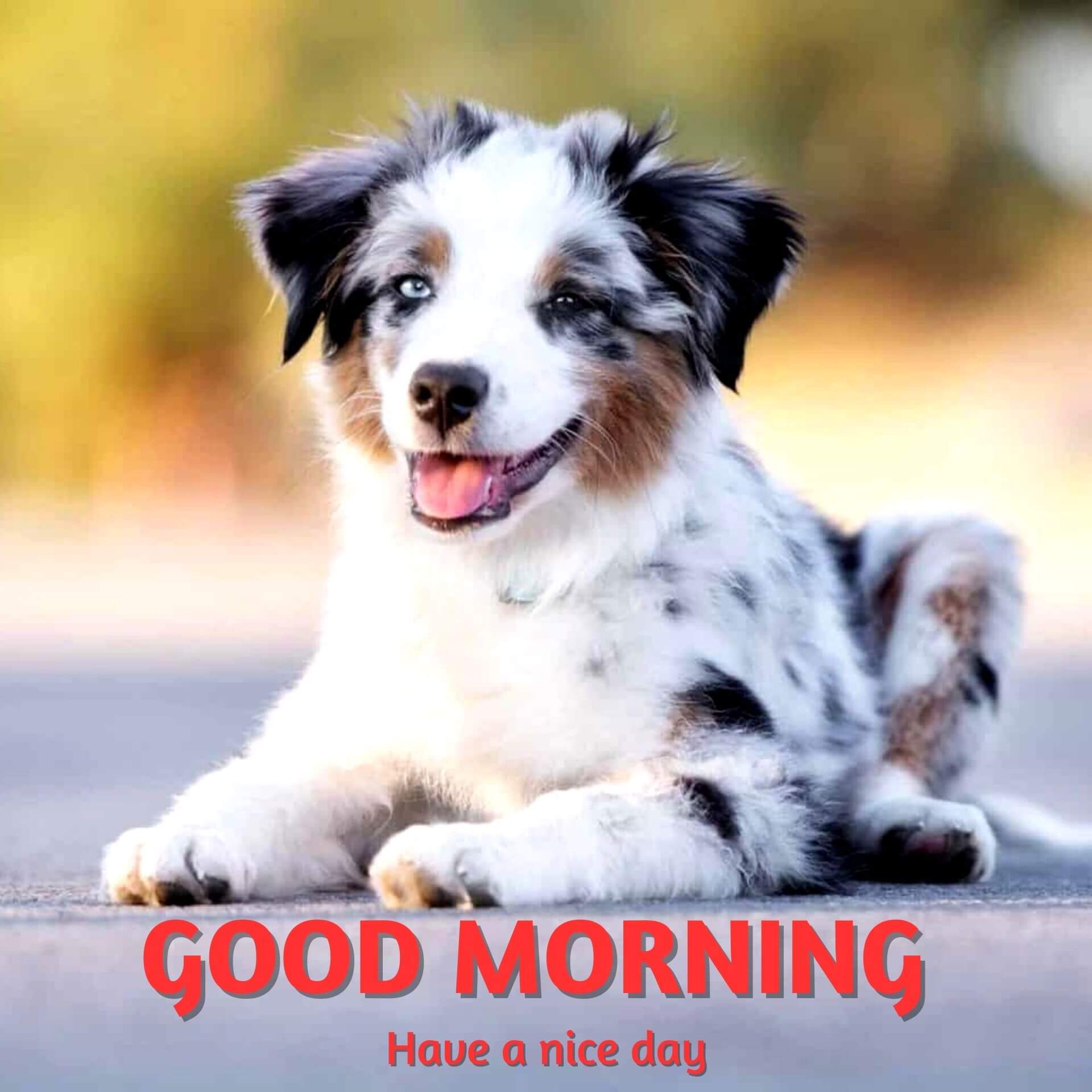 Cute Puppy Good Morning Pics Pictures Download New