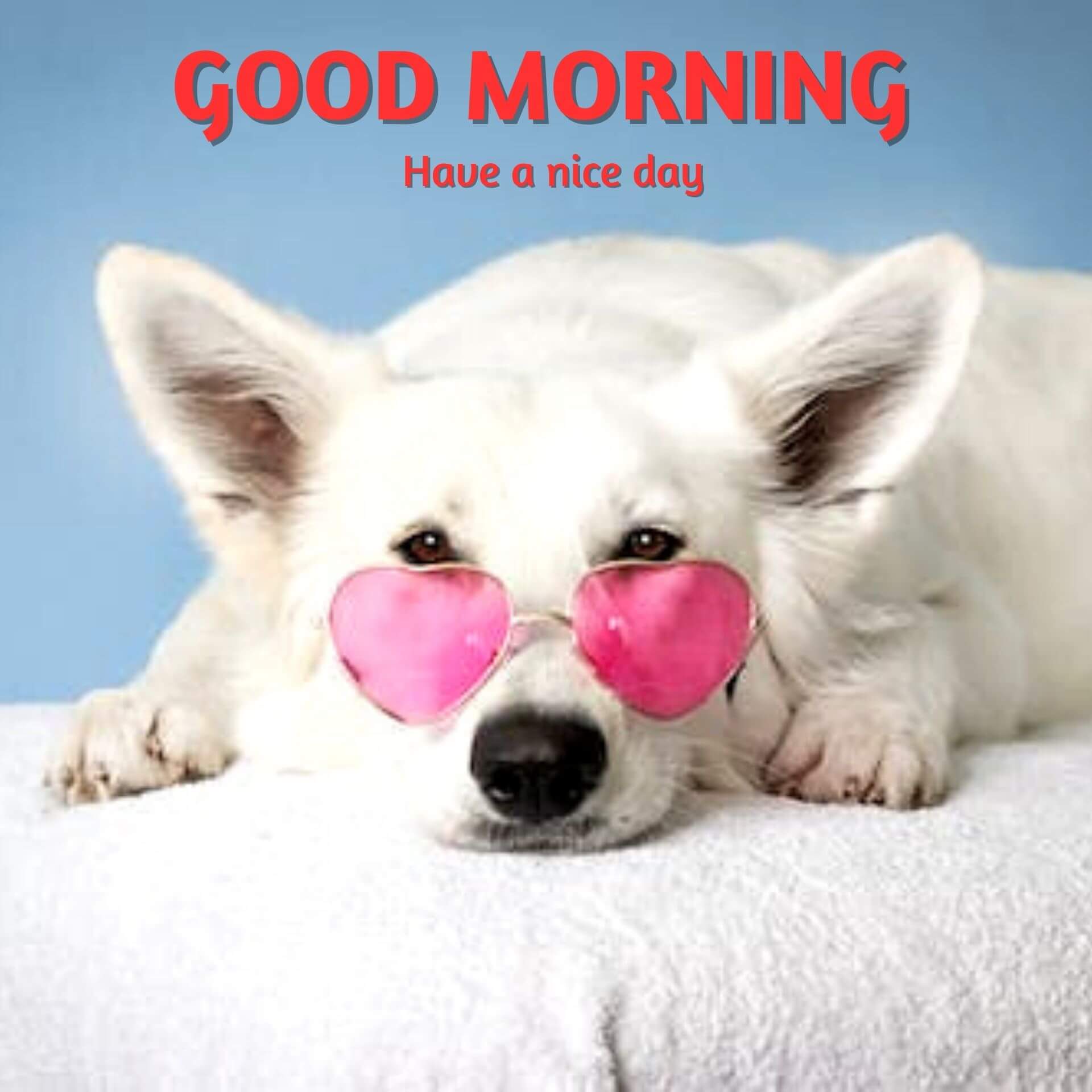 Cute Puppy Good Morning Pics Pictures Download
