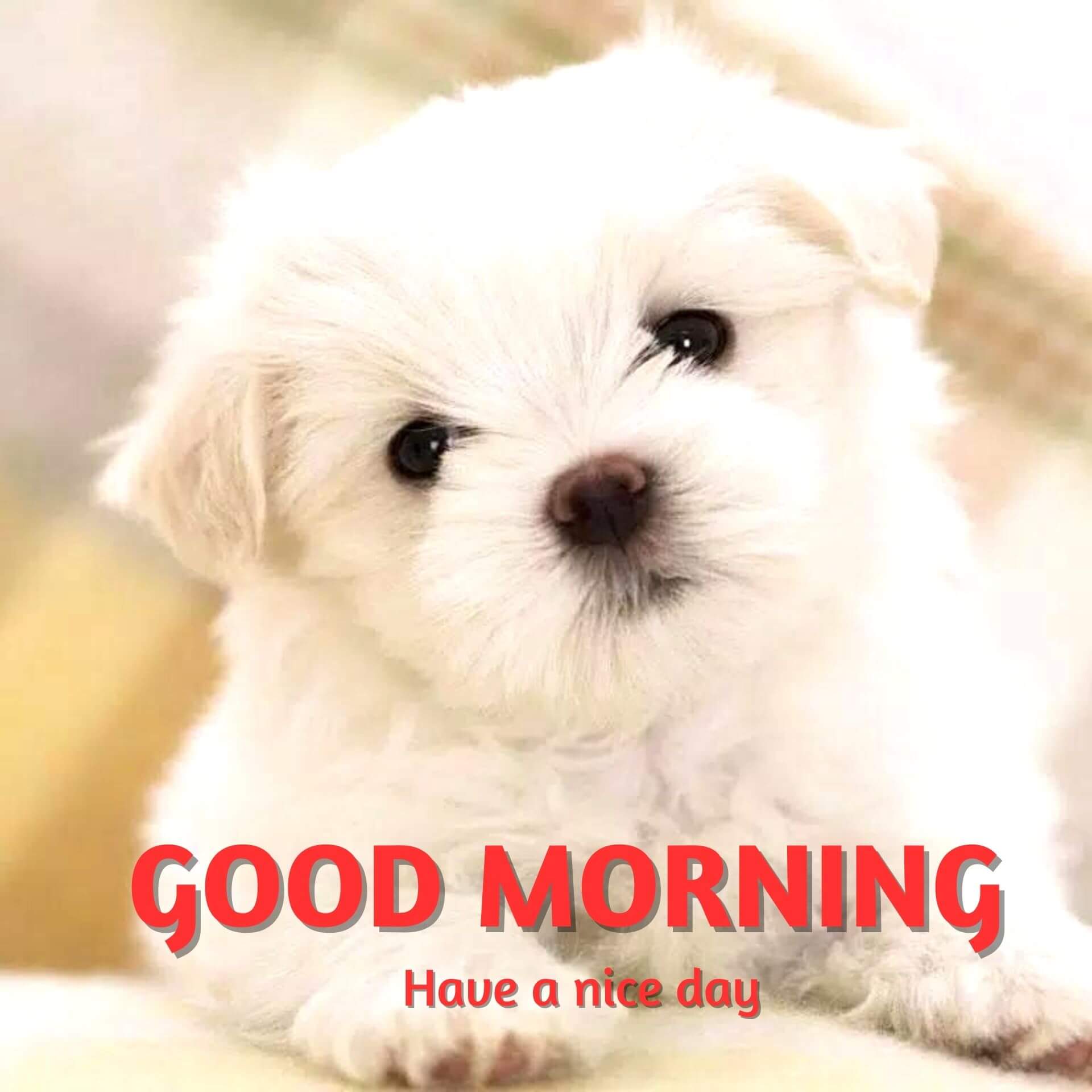 Cute Puppy Good Morning Wallpaper Free Downlaod