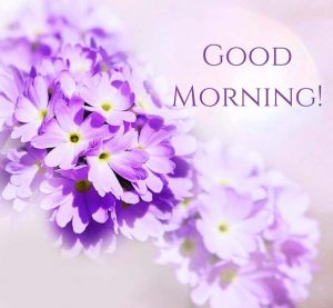 Flower Good Morning Images Wallpaper for Whatsapp