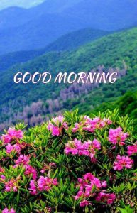 Free Beautiful Good Morning Images Wallpaper Pics